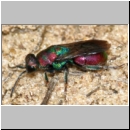 Hedychrum rutilans - Goldwespe 03 7-8mm.jpg